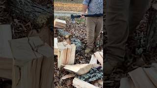 Splitting wood with an axe 57 splittingfirewood [upl. by Orvah]