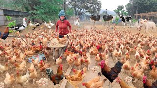 Inside a Poultry Farm Raising a lot of Chickens Pigs Ducks Geese Cows and Vegetables [upl. by Lladnew441]