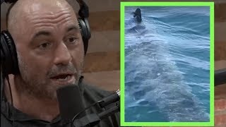 Joe Rogan Reacts to Sighting of a 25 foot Great White Shark [upl. by Oz581]