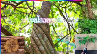 How To Grow And Propagate Ayahuasca Banisteriopsis Caapi Easy [upl. by Euv]