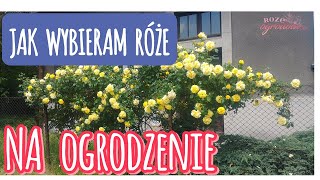 Najlepsze róże pnące na płot Które odmiany wybrać [upl. by Rape507]