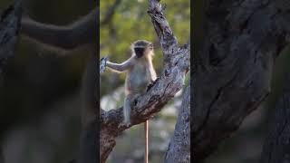 Cute Monkey In A Tree africanwildlife [upl. by Blase]