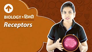 Receptors  Hindi  Biology [upl. by Freudberg142]