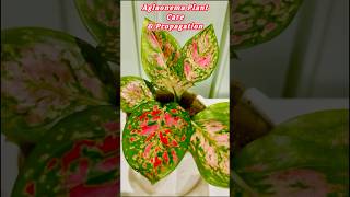 Aglaonema Plant Care  Propagation  gardening plants shorts [upl. by Nonnaehr]