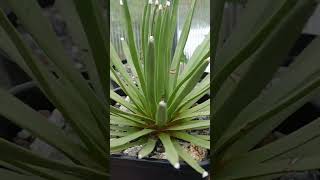 Agave albopilosa 🌱 fromseed plants greenhouse agave succulent [upl. by Lladnarc]