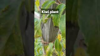 Kiwi plant views views music [upl. by Bevvy317]