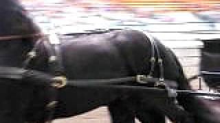 Beautiful Friesian carriage horses Equine Affaire [upl. by Imoyn]