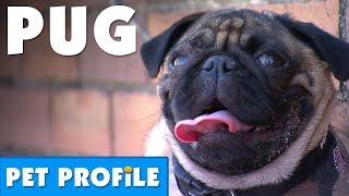 The Pug Pet Profile  Bondi Vet [upl. by Dow]