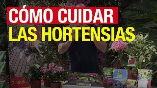 Cómo cuidar las hortensias  COMPO Jardinería [upl. by Sou]