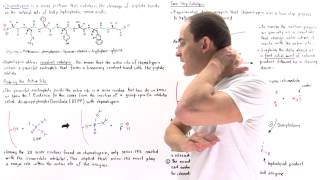 Chymotrypsin and Covalent Catalysis [upl. by Aihsetan869]