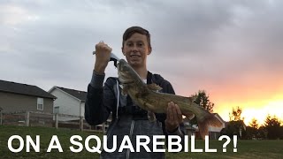 Catching a CATFISH on a Squarebill [upl. by Feenah258]