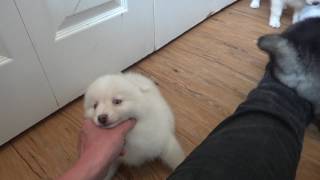 Pomsky Puppies 8 weeks old [upl. by Adile]