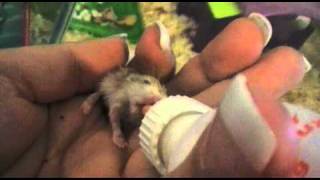 baby roborovski hamster being bottle fed [upl. by Truk]