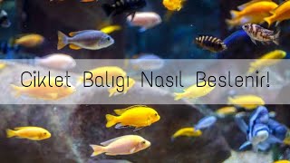 Ciklet Balıkları Nasıl Beslenir En ucuz maliyetle akvaryum kurulumu [upl. by Lainey]