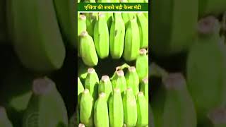 भारत में एशिया का सबसे बड़ा केला बाज़ार करोड़ों में मासिक टर्नओवर  Banana Mandi  Darangiri [upl. by Smeaj482]