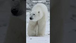 TOP 10 Carnivorous Animals 🐺🦈🐯  Carnivore Animals  Flesh eaters shorts viral animalfacts [upl. by Catha358]