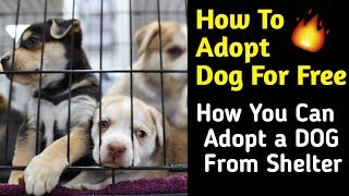 How to adopt dog for free  How You Can Adopt a DOG From Shelter  Help Street Dogs [upl. by Tomkins]