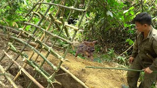 Survive in the Tropical Forest Wild boar trapping skills Survive alone Survival instinct [upl. by Verdha649]