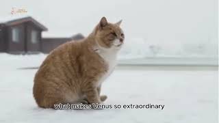 quotFamous Cats – Meet Venus the TwoFaced Cat FamousCats VenusTheTwoFacedCat ChimeraCat [upl. by Eelnayr]