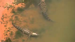 Desert crocodiles Crocodylus suchus in Mauritania [upl. by Allegra]