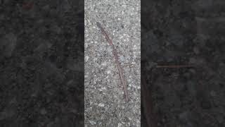 earthworms naturelovers earthworm nature canada biology naturebeauty ecosystem fishing [upl. by Woodring332]