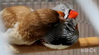 Moineau de Japon et Mandarin qui font leurs toiletteZebra Finch and Society Finch make their toilet [upl. by Llerruj918]