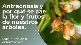 Antracnosis y por qué se cae la flor y frutos del limón [upl. by Avilla]