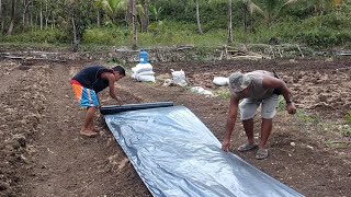 How to prepare plastic mulch for eggplant follow the step by step [upl. by Seilenna]