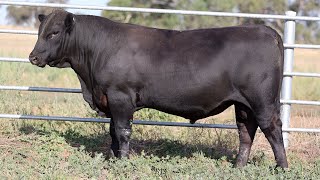 Lot 19 EVK22T212 Fernhill Angus 2024 [upl. by Harms732]