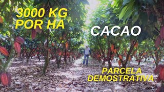 Parcela demostrativa de cacao 3000 kgHa [upl. by Zavras]