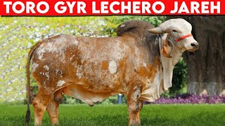 🔴 Gir Lechero Toro JAREH ✅ Los Mejores TOROS GYR  GADO GIR LEITERO [upl. by Naehgem]