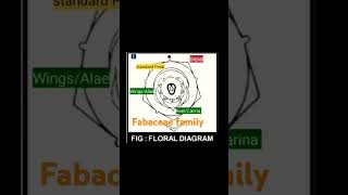 Floral diagram of Fabaceae family  fabaceae  Standard petal  wingsalae  KeelCarina [upl. by Viridi]