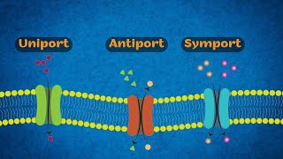 Uniport Antiport Symport Drawing [upl. by Telfore]