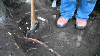 Stump Removal Holistic Approach [upl. by Kwabena]