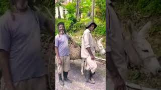 From Tradition to Innovation The Incredible Journey of Donkey Transportation in Jamaica [upl. by Elimay]