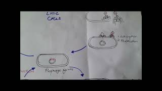 11th Biology Chapter 5 Bacteriophage Structure and Life Cycle BiologybyHira [upl. by Eecak477]