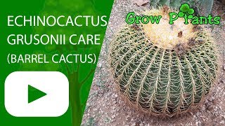 Echinocactus grusonii care Barrel cactus [upl. by Garlinda]