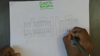 How To Draw Plasma membrane  Fluid Mosaic Model Of Plasma Membrane  By Chetan Pachauri [upl. by Neve]