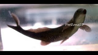 Freshwater Dolphin Fish Doing Tricks  Rarest Oddball Fish [upl. by Barclay]