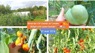 🧐Les tomates 3 mois après plantation ça dit quoi ⁉️🍅👌 [upl. by Eniamart859]