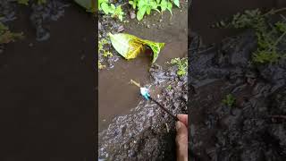 HOW TO CATCHING SNAKEHEAD FISHmassive snakehead  SNAKEHEAD FISH shorts fish channa viralvideo [upl. by Erastus]