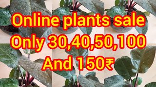 Calathea online sale YouTube video Below150₹ plants [upl. by Zurciram]