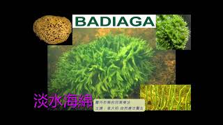 《靈丹妙藥的同類療法》 EP215  淡水海綿 Badiaga [upl. by Anairb320]