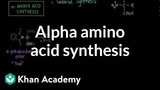 Alpha amino acid synthesis  Chemical processes  MCAT  Khan Academy [upl. by Ahsiem]