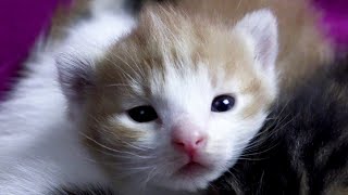 Vidéo de petits chatons avec leur maman Les bébés chats ont grandi et ont ouvert les yeux 4k UHD [upl. by Ellened]