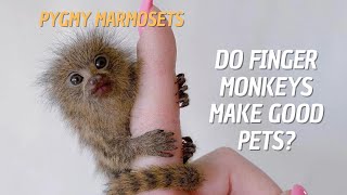 Can Pygmy Marmosets be Pets 🐒 Do Finger Monkeys Make Good Pets 🙉 [upl. by Bruell]