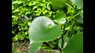 Peperomia PolybotryaCorazón de Maria Información sobre sus cuidados [upl. by Enyalb]