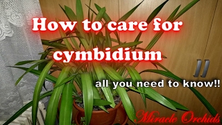 How to care for cymbidium orchids  watering fertilizing reblooming recognize spikes [upl. by Euqinu]