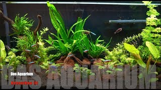 Aquarium Eheim Vivaline 240l Neuaufbau d PflanzenweltHardscape Teil IIISmaragdprachtbarsch Neons [upl. by Gav748]