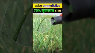 कांदा पिकात ७० फवारणी वाया😱 onion farming kanda shetkari agrostar shorts [upl. by Libby]